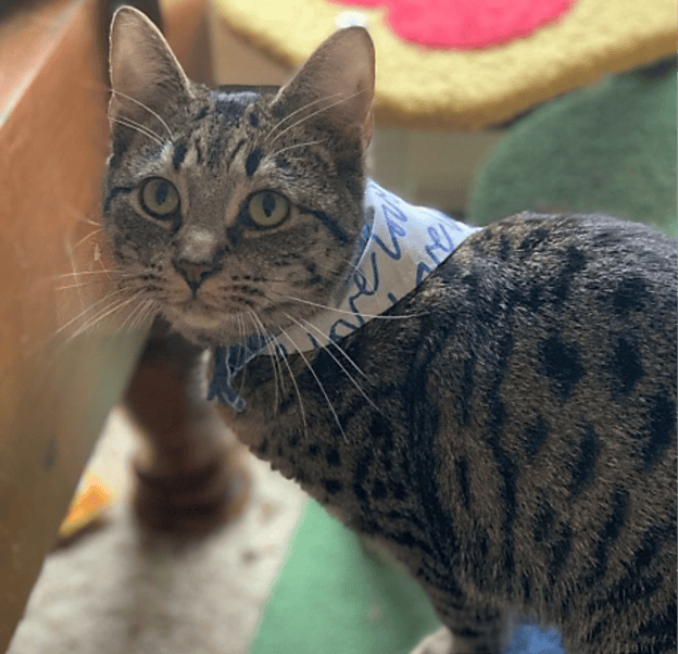 Adorable tabby cat named Catalina at Biscuits & Beans Cat Café, sitting on a green surface.
