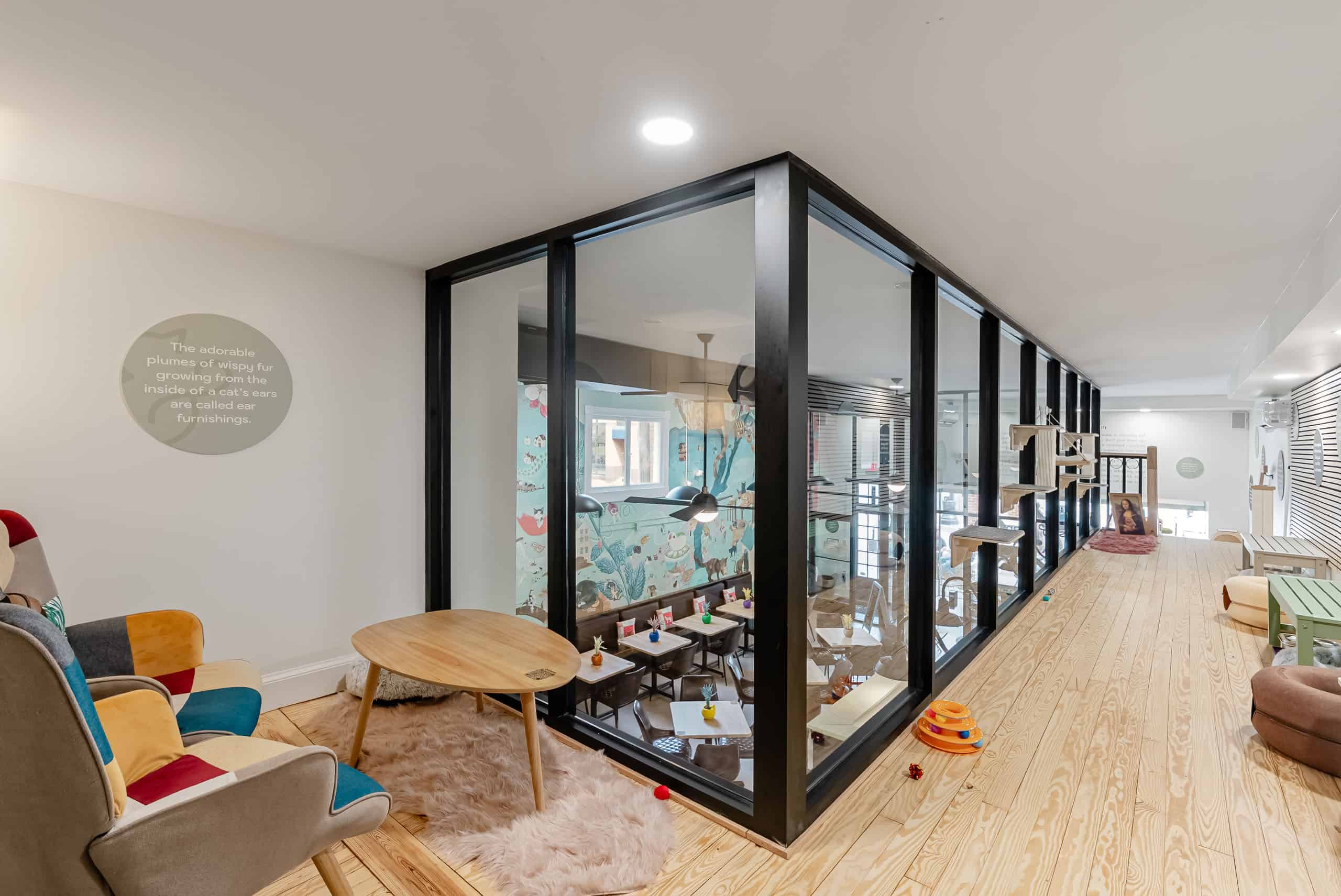 Cozy cat café with glass-enclosed play area and comfortable seating.