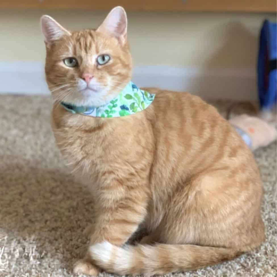 Adorable orange tabby cat with blue eyes and floral bandana at Biscuits & Beans Cat Café.