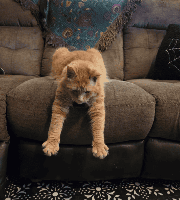Adorable orange cat stretching on sofa at Biscuits & Beans Cat Café.
