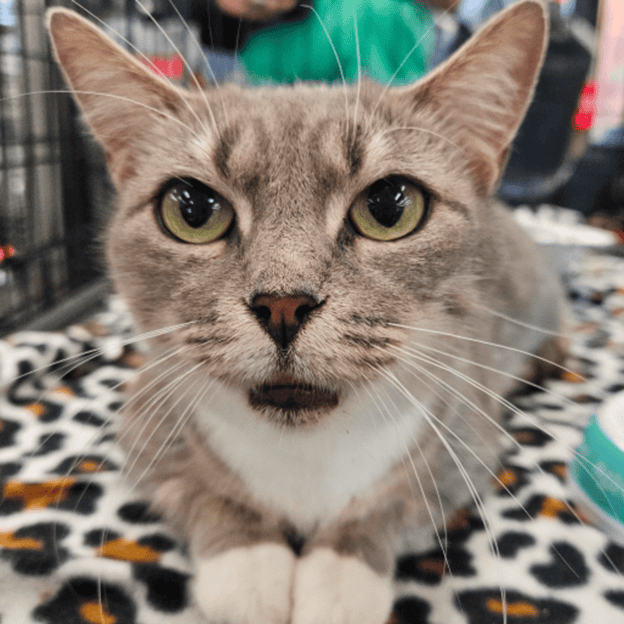 Adorable gray and white cat with green eyes at Biscuits & Beans Cat Café.
