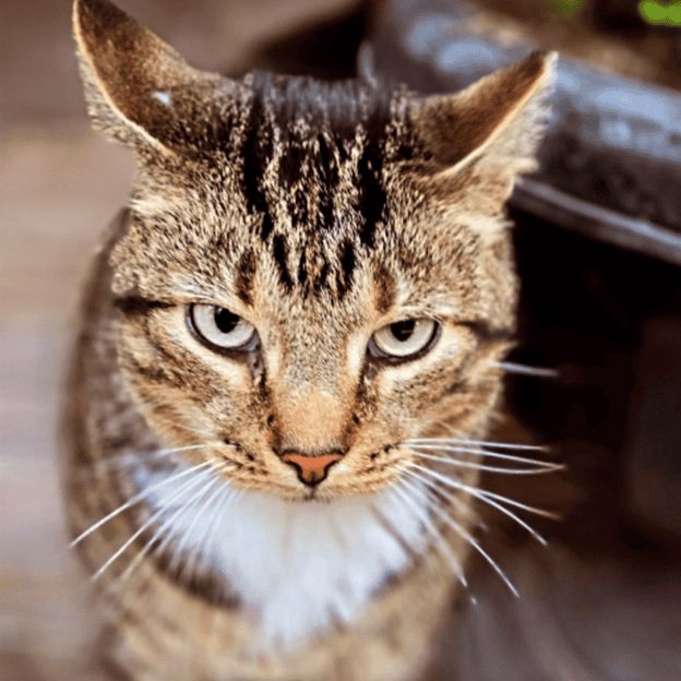 Striped cat with piercing green eyes at the café.