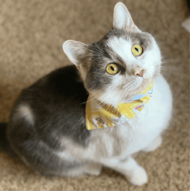 Adorable cat named Wayne wearing a colorful bandana at Biscuits & Beans Cat Café, a cozy feline-frie.