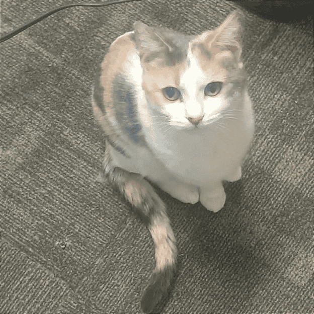 Adorable calico cat sitting on carpet at Biscuit & Beans Cat Café.