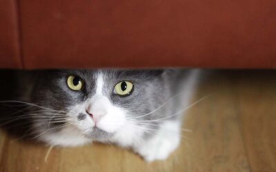 The 3-3-3 Rule of Cat Adoption: What to Expect